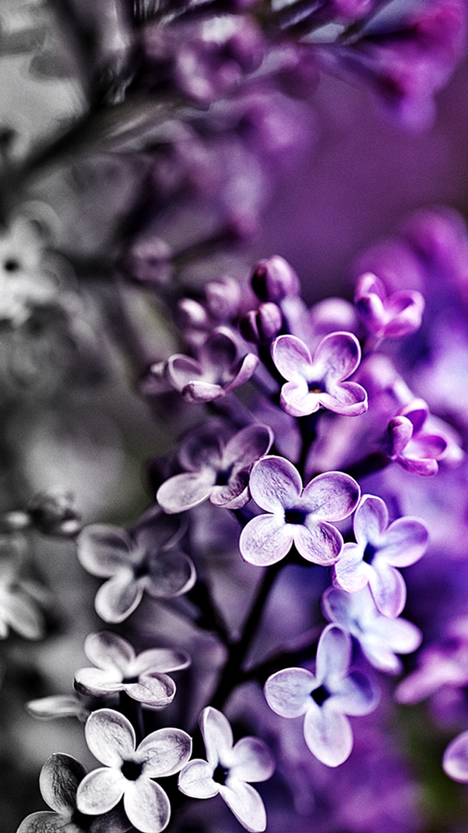 Flores lilás e brancas em um vaso sobre uma mesa. (lilás, roxo)