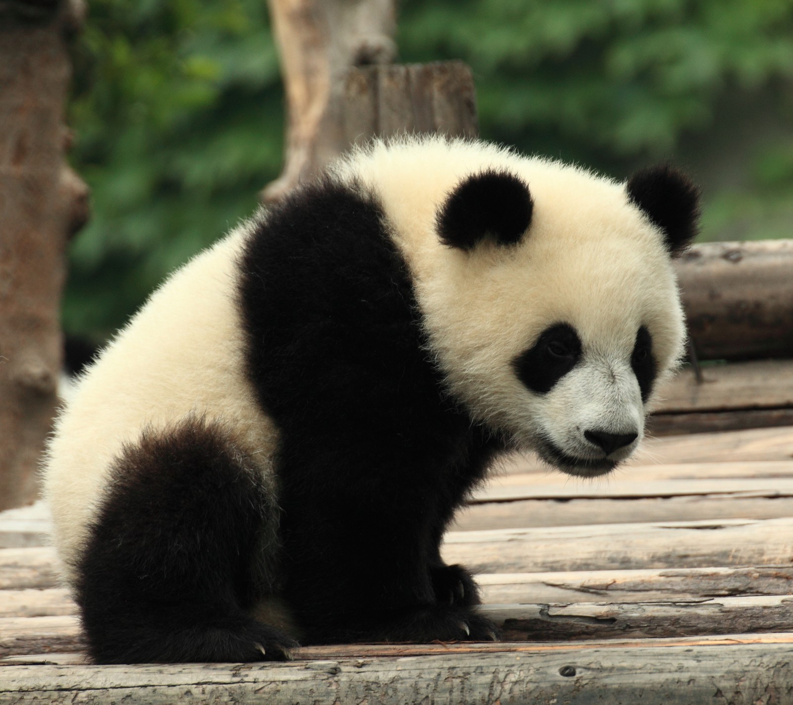 Un panda assis sur une plate-forme en bois regardant quelque chose (animaux, mignon, panda)