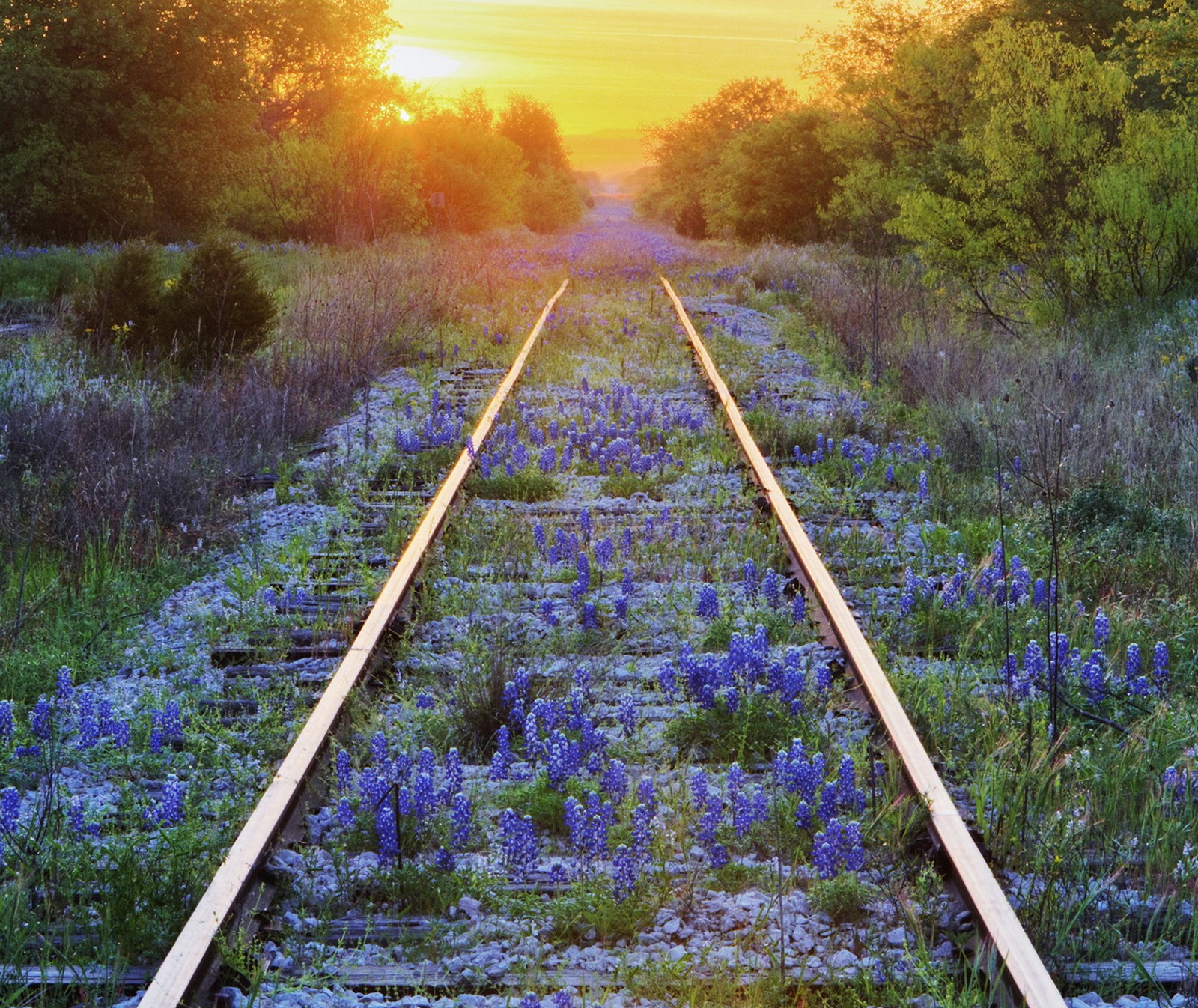 A close up of a train track with a sunset in the background (blue bonnets, nature)