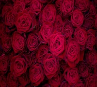 red, roses wallpaper