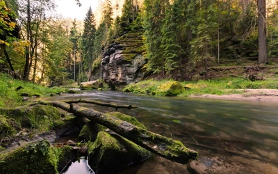 Ruhiger Bach, der durch einen Urwald fließt, umgeben von üppiger Vegetation und felsigen Klippen.