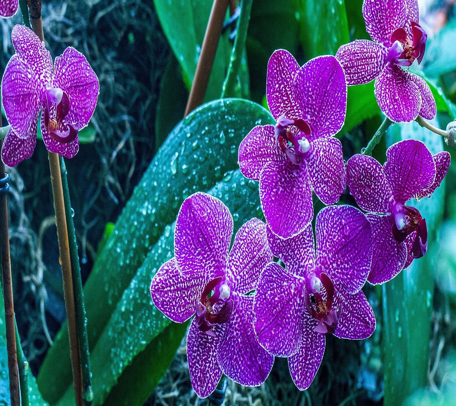 Purple flowers with water droplets on them in a garden (abej, beograd, flowers)