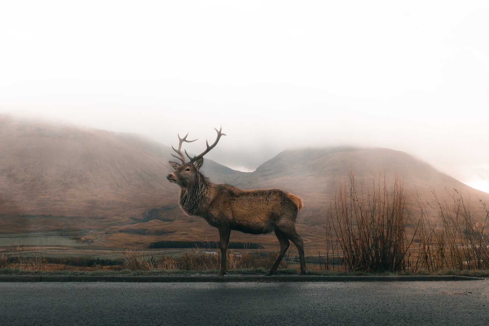 reindeer, elk, mist, deer, fog wallpaper