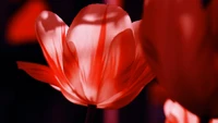 Gros plan d'un pétale de tulipe rouge vibrant