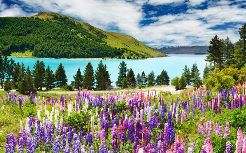 Un champ de fleurs devant un lac et des montagnes (paysage, lupin, fleur, nature, sauvage)