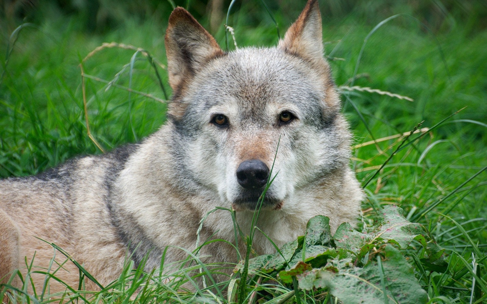 Há um lobo que está deitado na grama (lobo ártico, cão lobo checoslovaco, cão lobo de saarloos, cão lobo, cão lobo de kunming)