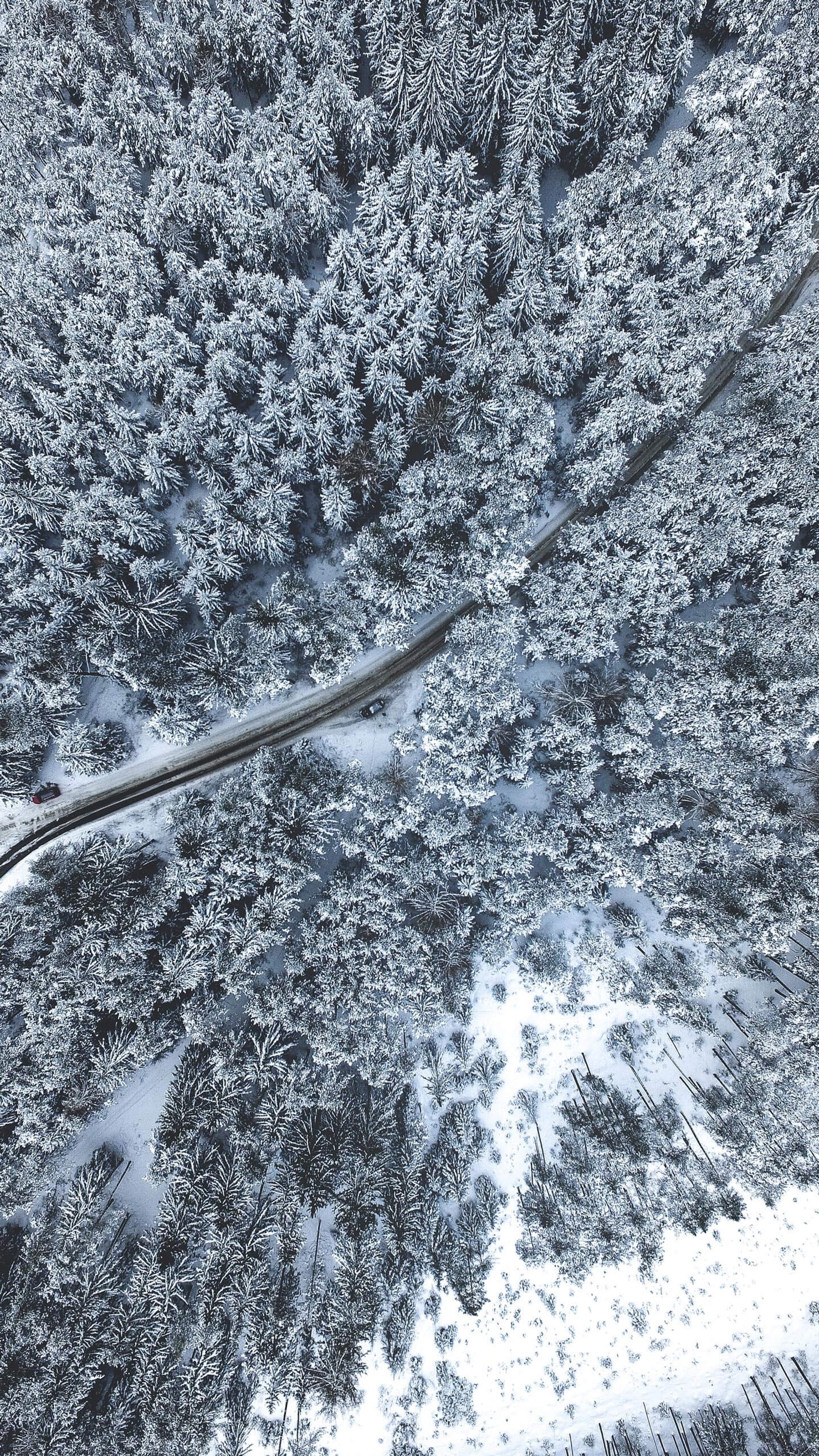 Vista de uma estrada no meio de uma floresta nevada (neve, química, ciência, rama, cinza)