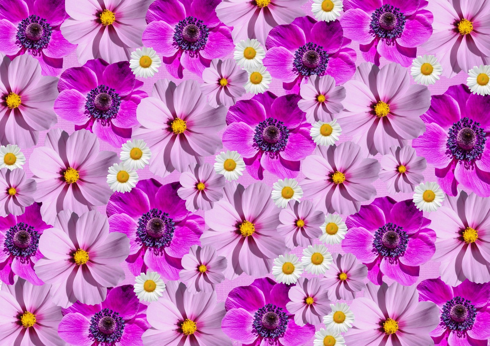 Un primer plano de un ramo de flores rosas con centros blancos (fondo floral, magenta, púrpura, flores de primavera, flores)