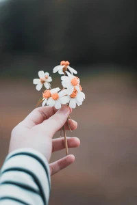 Bouquet delicado de flores silvestres segurado suavemente em uma mão, exibindo as cores vibrantes da primavera.