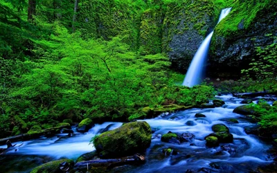 Vegetação exuberante e cachoeira em um ambiente de floresta tropical