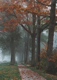 Brouillard d'automne sur un chemin forestier