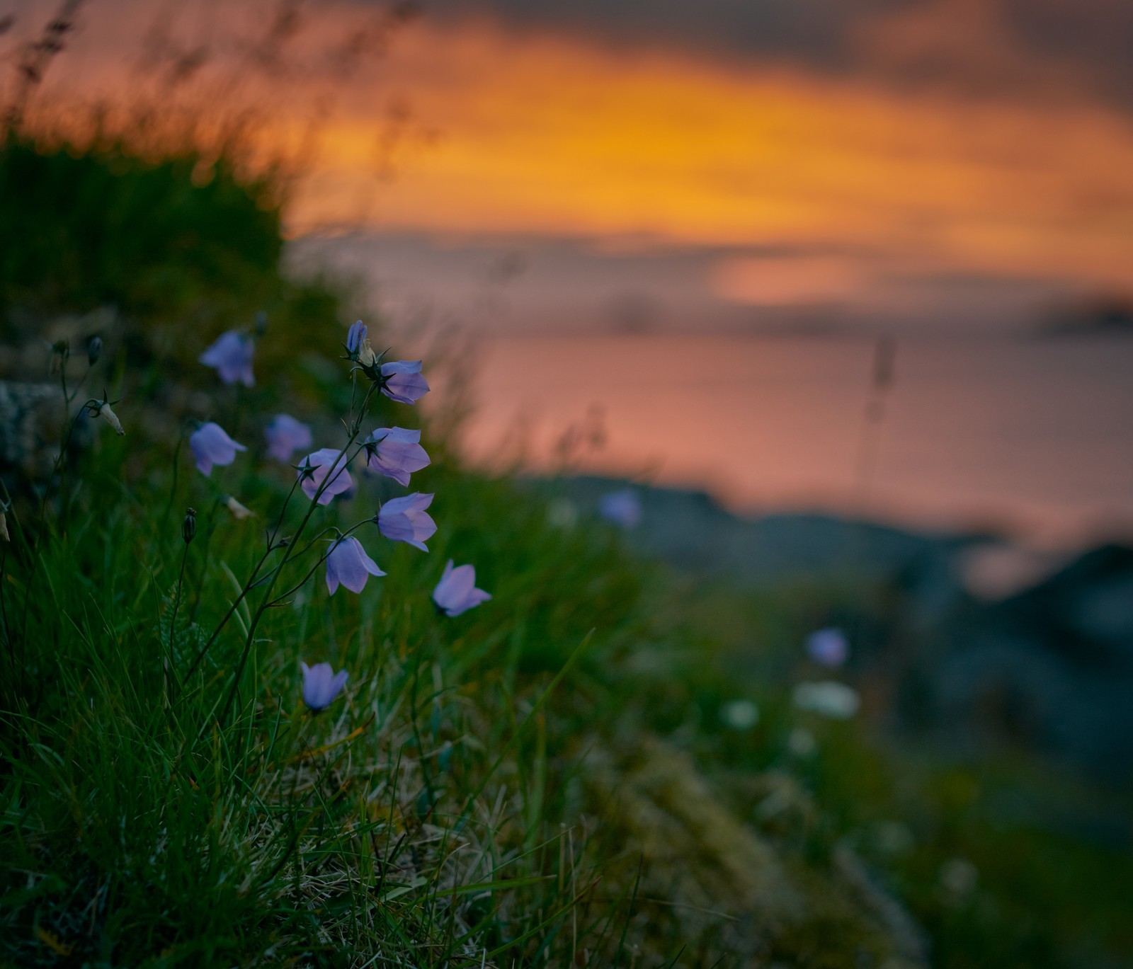 Las flores moradas están creciendo en una colina cubierta de hierba cerca del océano (planta floreciendo, flor silvestre, flor, hierba, naturaleza)