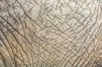 Texture complexe de la peau d'éléphant : Une étude sur les motifs naturels