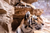 Tigre de Bengala olhando atentamente, com um segundo tigre descansando ao fundo entre o terreno rochoso.