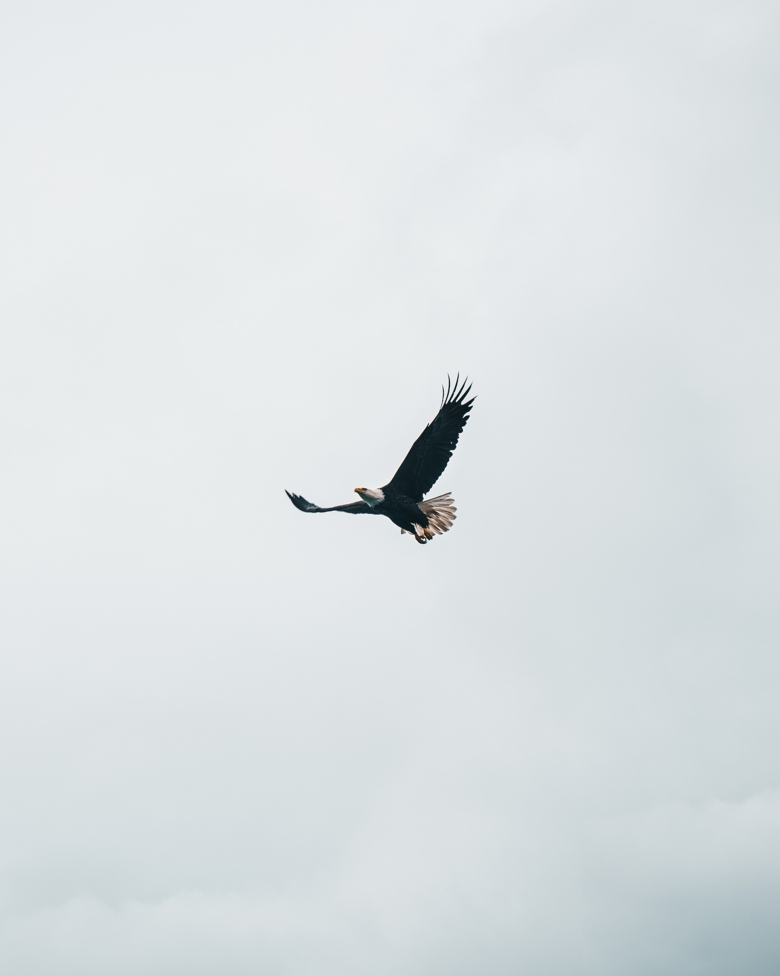 Descargar fondo de pantalla águila, águila calva, ave, ave de presa, accipitriformes