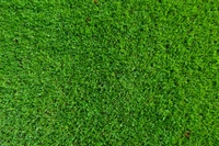 lawn, artificial turf, garden, green, grass wallpaper