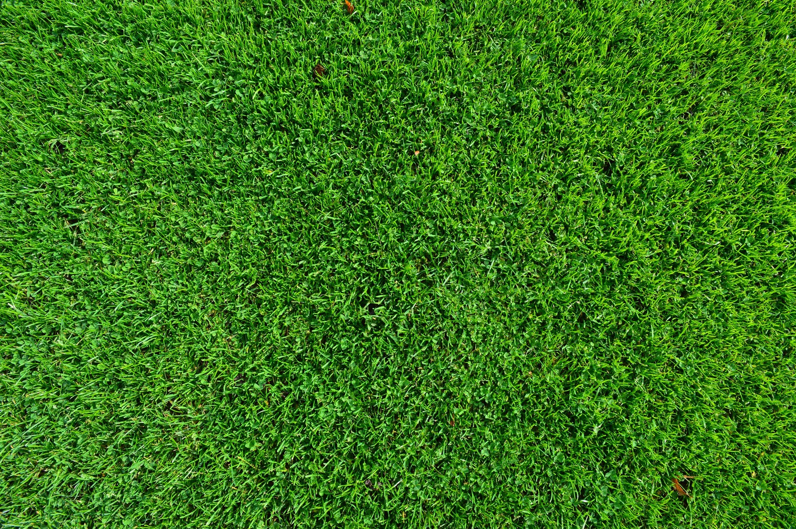 Un gros plan d'un champ d'herbe verte avec un petit patch d'herbe (pelouse, gazon artificiel, jardin, vert, herbe)