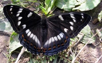 insecte, papillon de nuit, papillons de nuit et papillons, papillon, pollinisateur