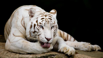 Tigre blanc majestueux se relaxant dans la sérénité