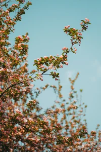 Ramos de flores de cerejeira contra um céu limpo