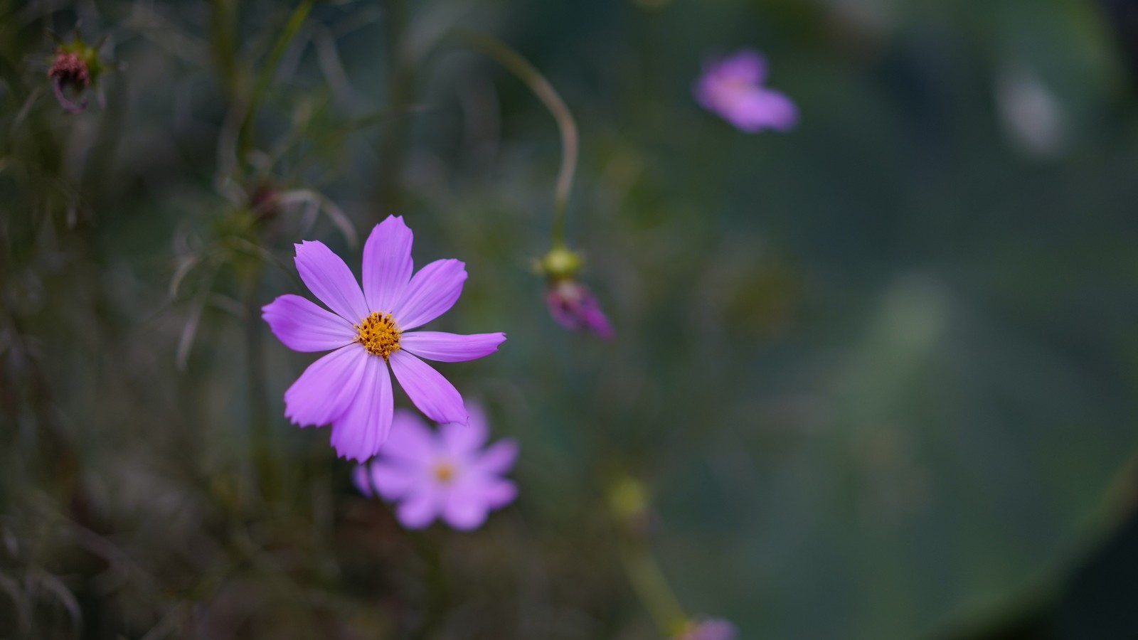 Des fleurs violettes dans un champ avec des feuilles vertes et un arrière-plan flou (fleur, plante à fleurs, pétale, plante, rose)