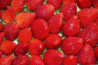 Fresas recién cosechadas: Una abundancia de jugosos deleites rojos