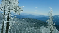 Cordillera cubierta de nieve con un bosque de abetos bajo un cielo invernal despejado.