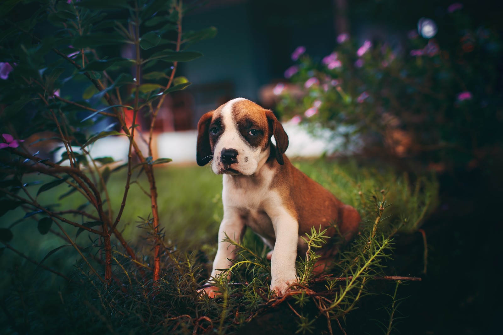 dog, puppy, dog breed, canidae, st bernard wallpaper