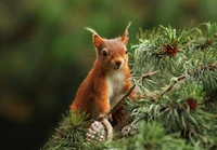 écureuil, faune, rongeur, animal terrestre, écureuil renard