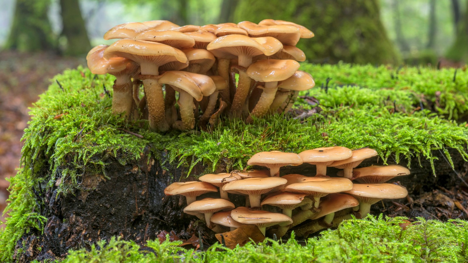 Um close em um grupo de cogumelos em um toco coberto de musgo (cogumelo medicinal, cogumelo, toco, musgo, planta)