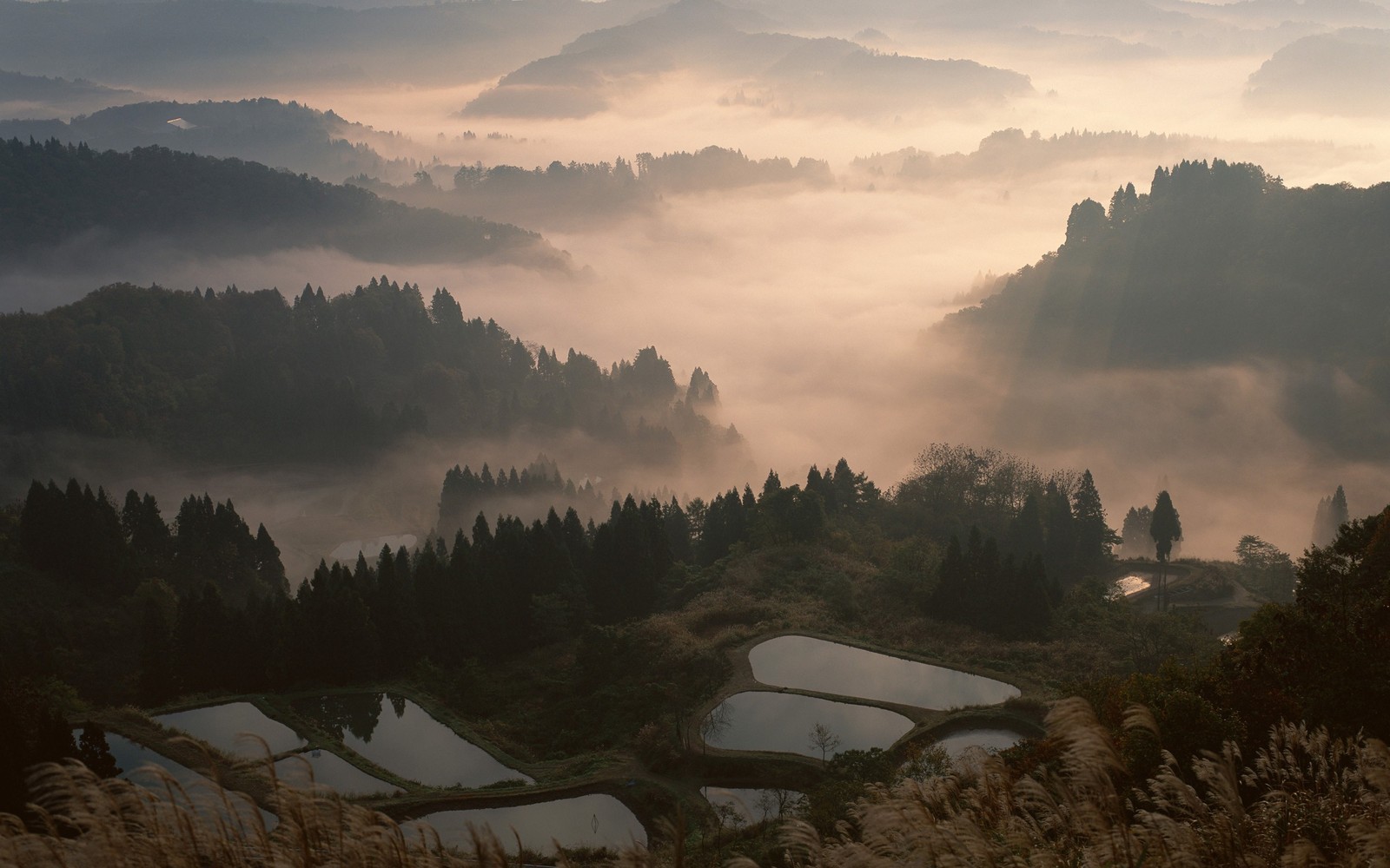 Baixar papel de parede japão, árvore, natureza, névoa, manhã