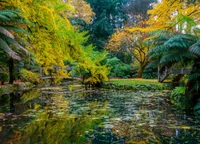 Reflexões de outono em um ecossistema de jardim botânico