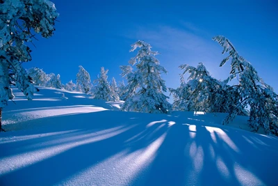 inverno, neve, natureza, árvore, congelamento