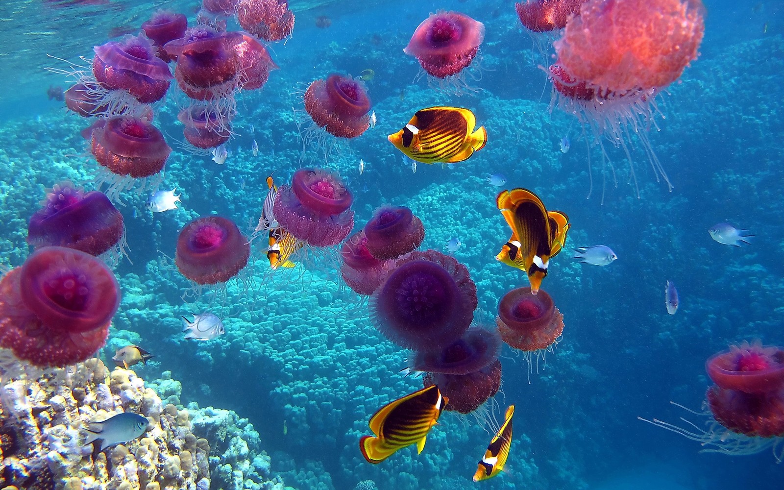 Há muitos tipos diferentes de peixes nadando na água (recife de coral, peixes de recife de coral, mar, oceano, subaquático)