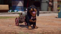 Chorizo the Wheelchair Dog from Far Cry 6