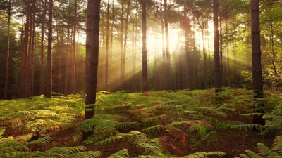 forest, nature, woodland, nature reserve, vegetation