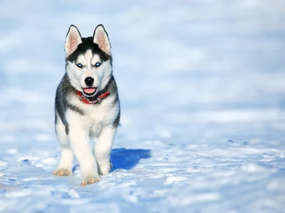 Mignon chiot husky sibérien jouant dans la neige