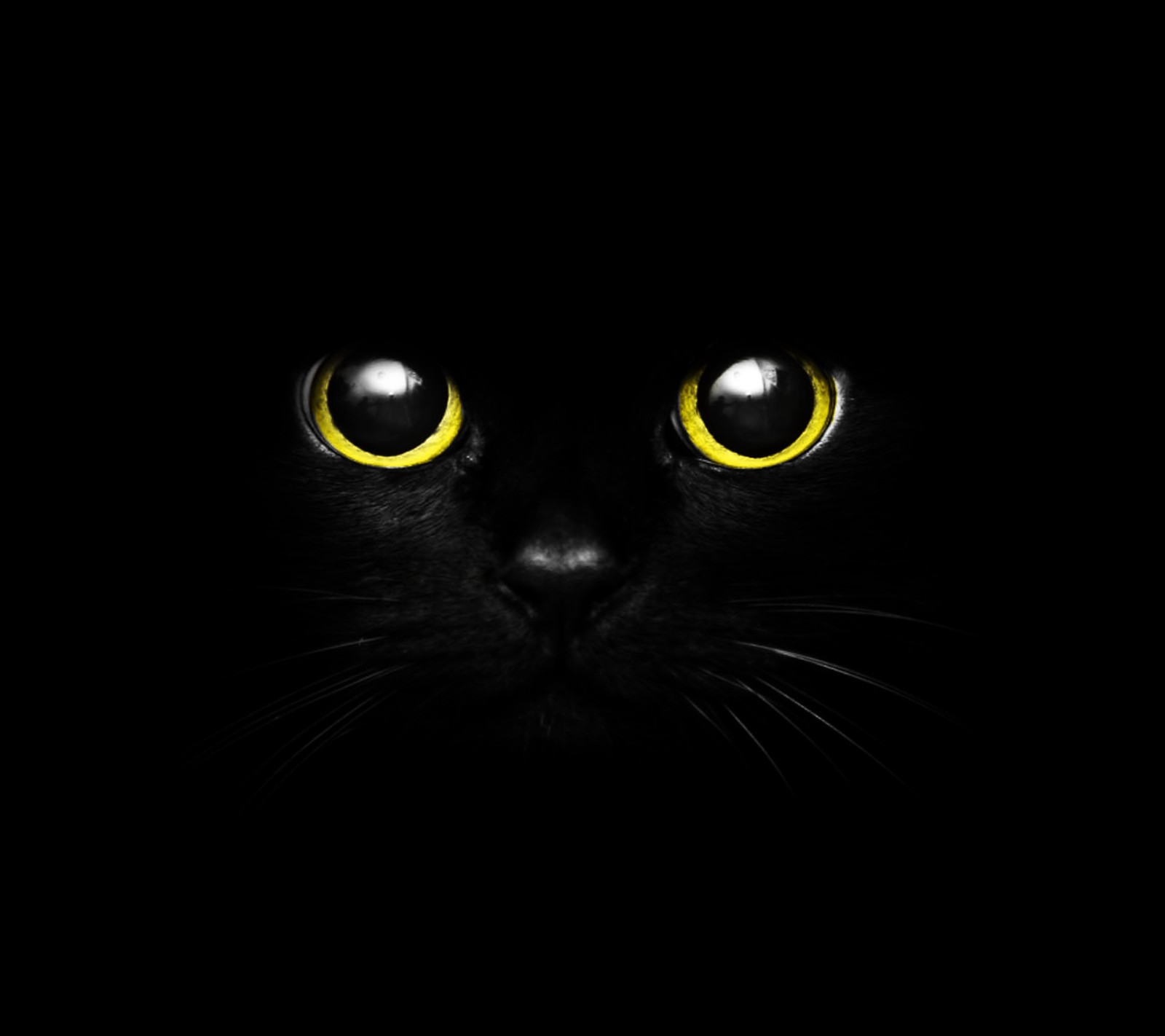 Un gros plan d'un chat noir avec les yeux jaunes dans le noir (noir, chat, génial, sombre, hd)