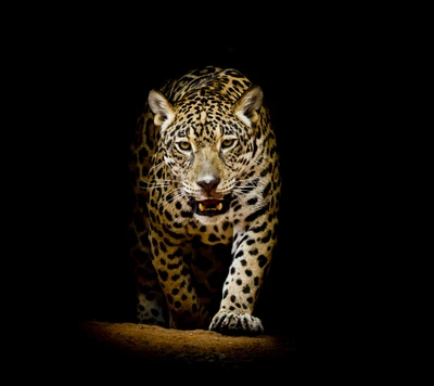 Belo leopardo negro em forte contraste