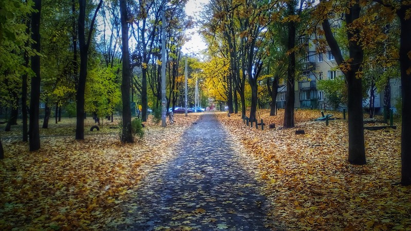 Воздушный вид на путь в парке с листьями на земле (осень, лес, солнечный свет)