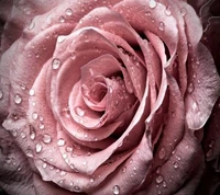 flower, pink wallpaper