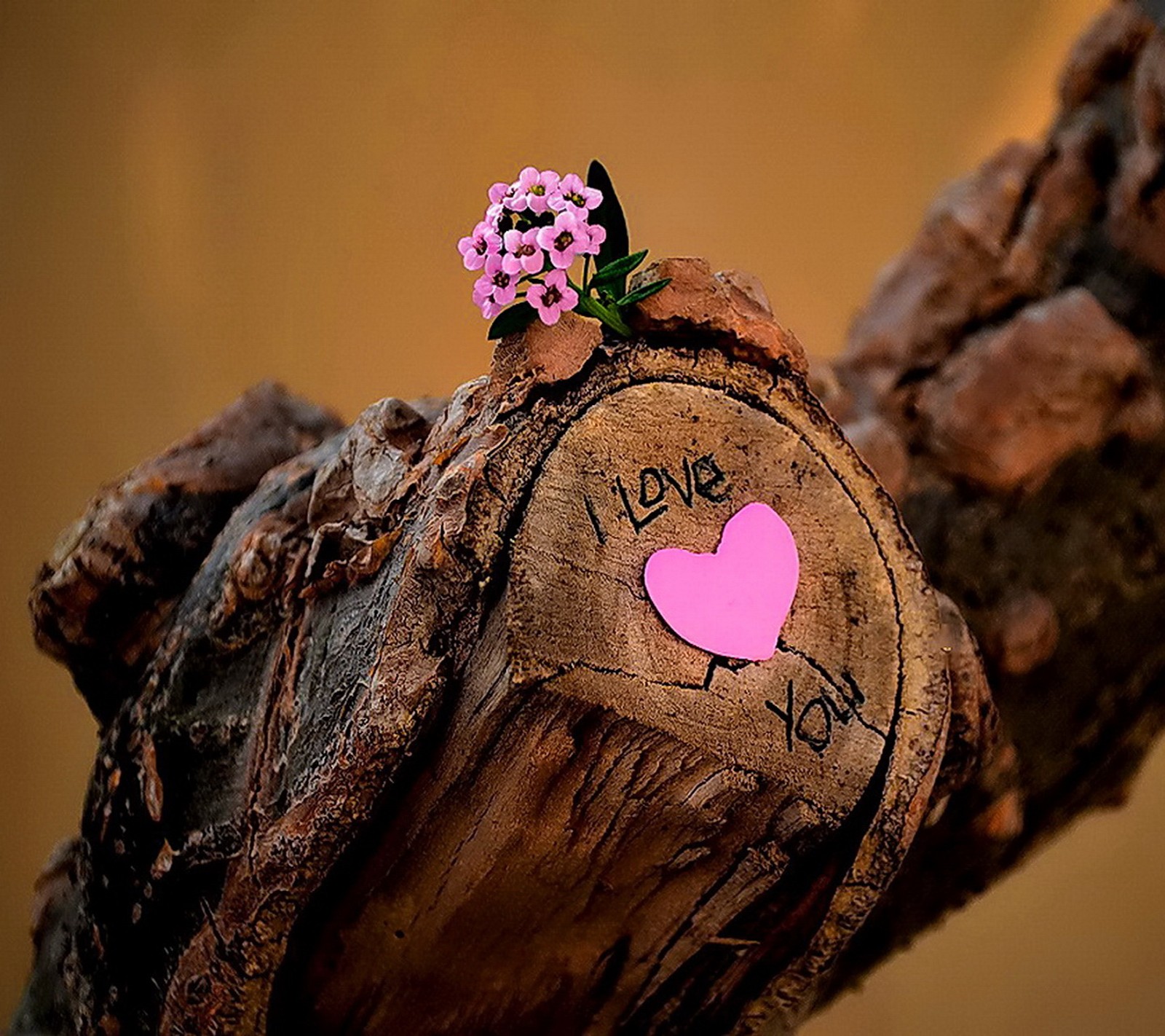 Una flor rosa sentada sobre un tocón de árbol con un corazón en él (flor, corazón, amor, madera, tú)