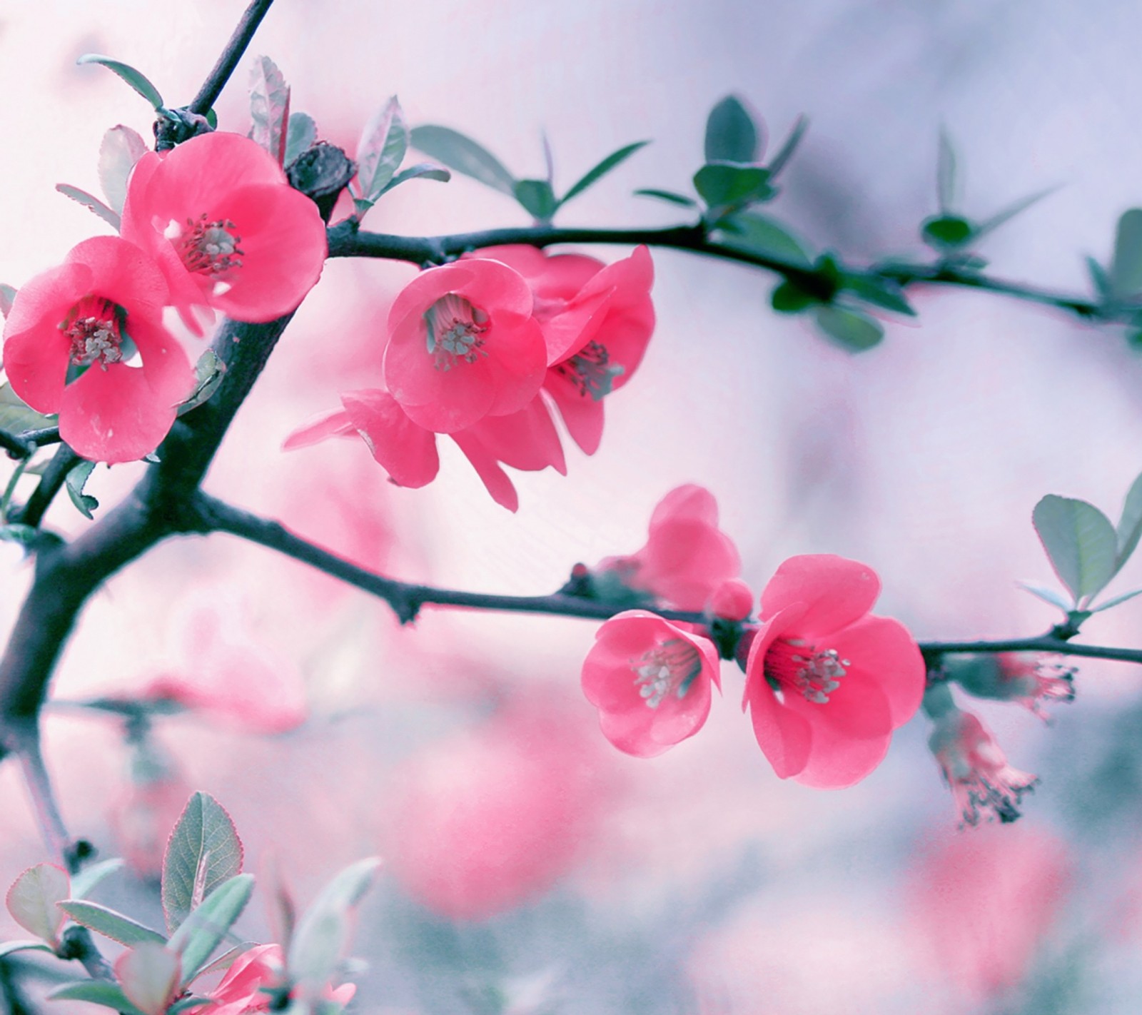 Há uma flor rosa crescendo em uma árvore (2016, incrível, amor)