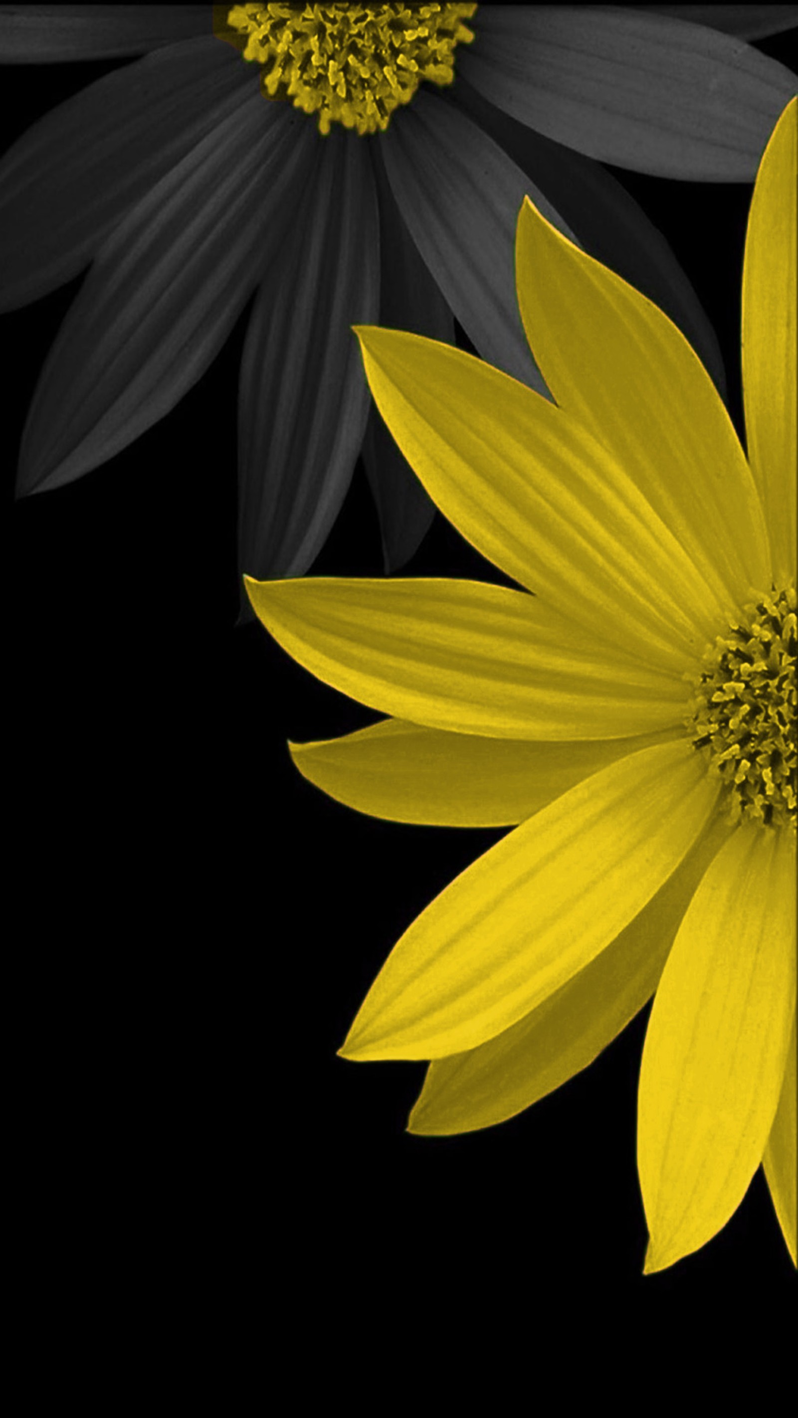 Yellow and black flowers are in a black and white photo (flower, yellow)