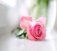 Delicate Pink Rose with Soft Petals