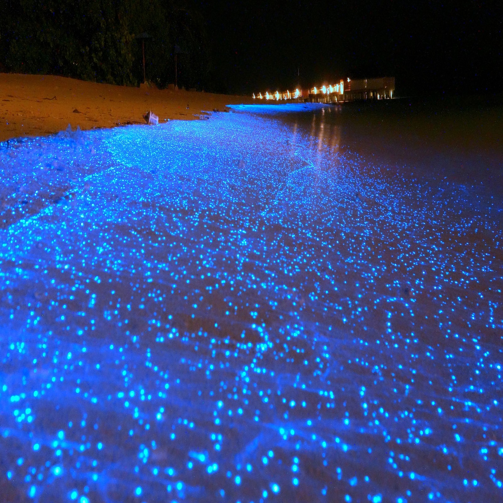 Close-up de uma praia com muitas luzes azuis (praia, brilho, ilha, maldivas, oceano)