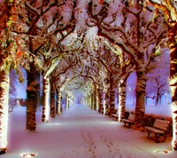 Snow-Covered Pathway Beneath Majestic Trees in Winter Serenity