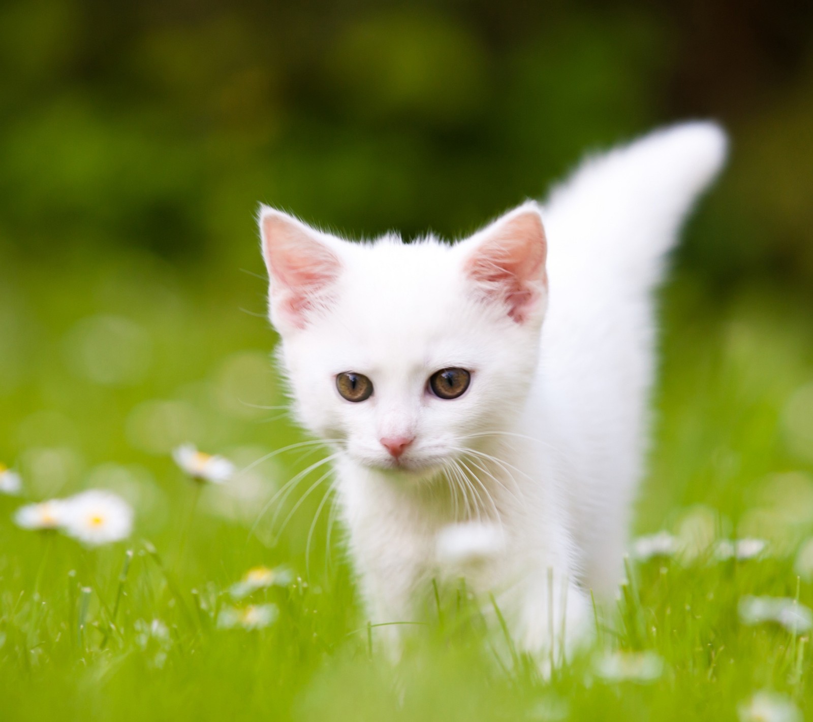 Hay un gatito blanco caminando en la hierba con margaritas (cat, lindo, pasto, naturaleza, pequeño)