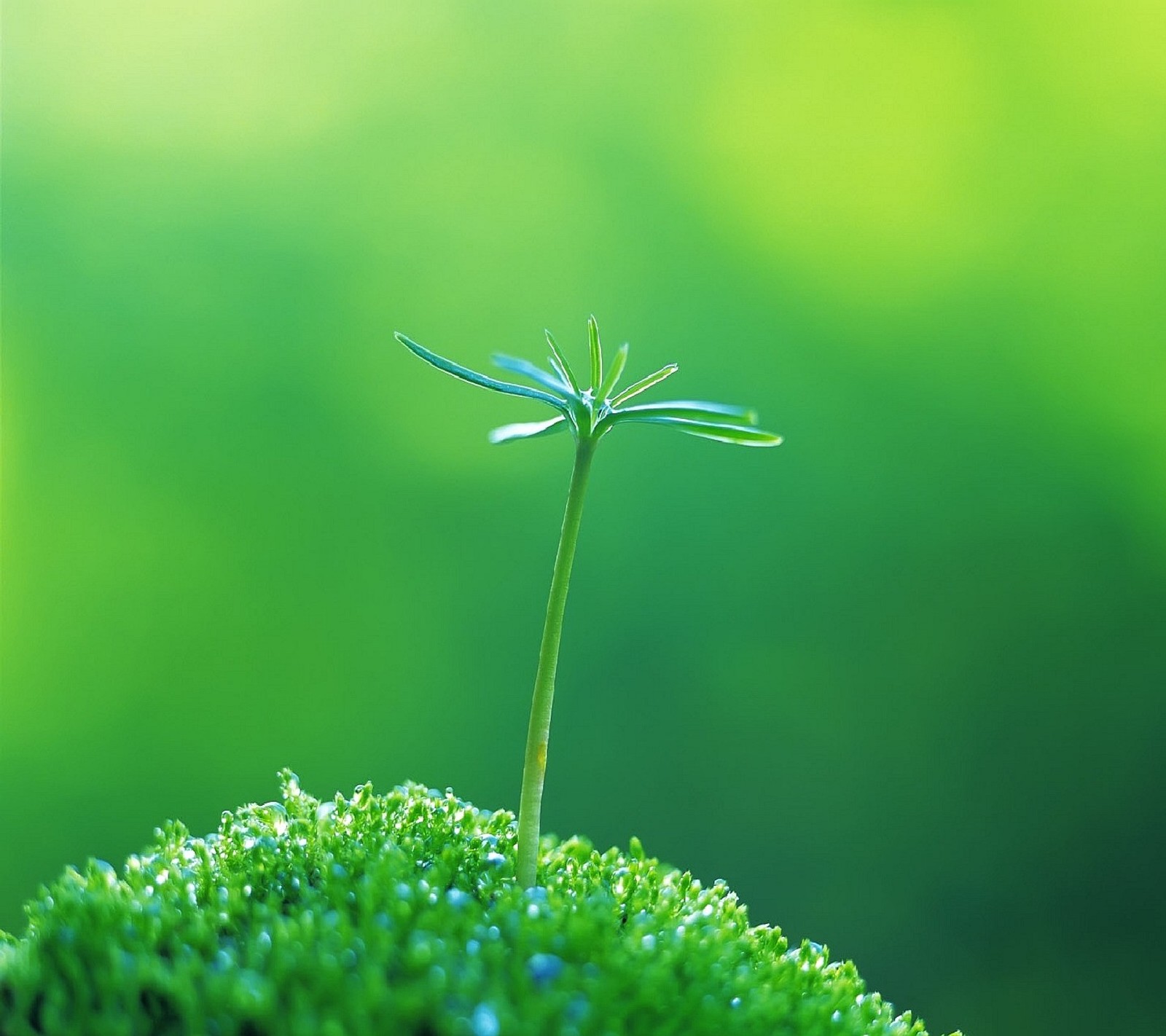 Há uma pequena planta crescendo em um musgo (natureza)