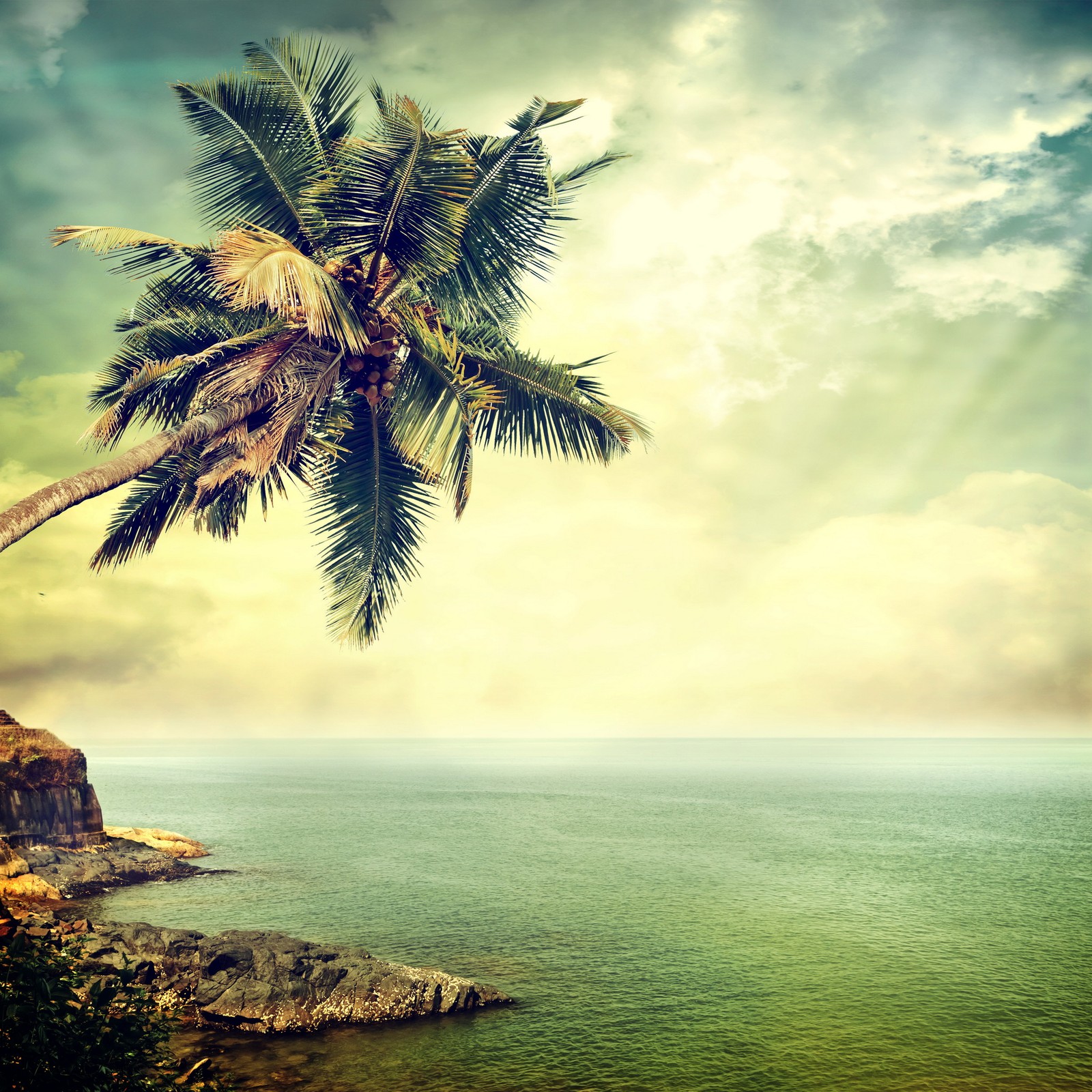 Arafed palm tree on a cliff overlooking the ocean (ocean, palm, retro, rocks, sky)